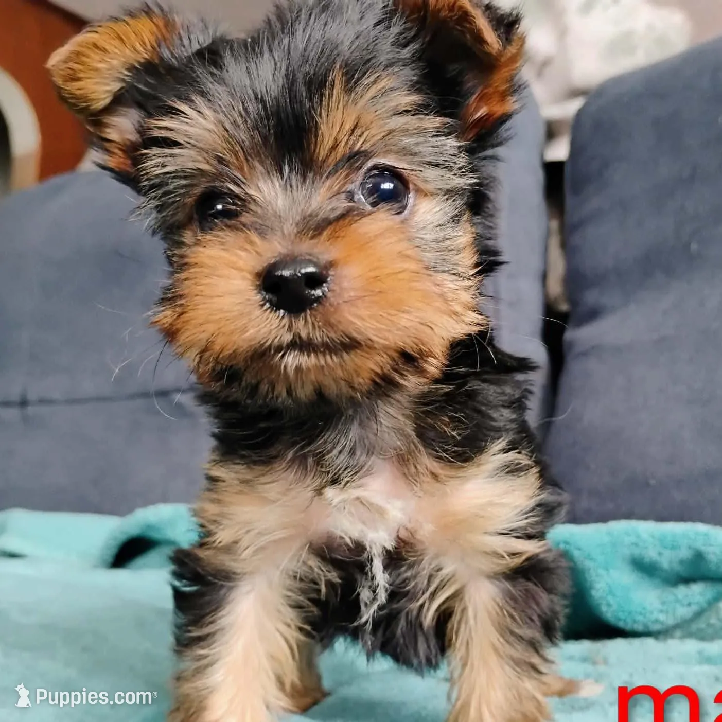 Scooter – Yorkshire Terrier puppy for sale in Cadillac, MI
