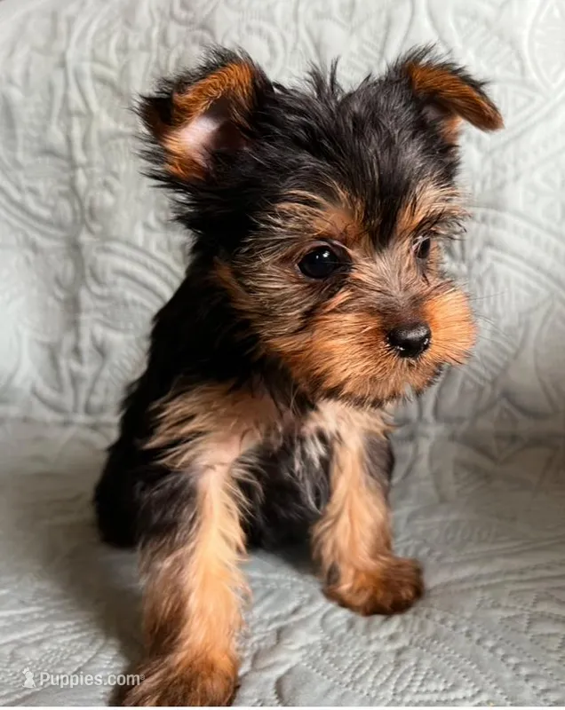 Scooter – Yorkshire Terrier puppy for sale in Cadillac, MI