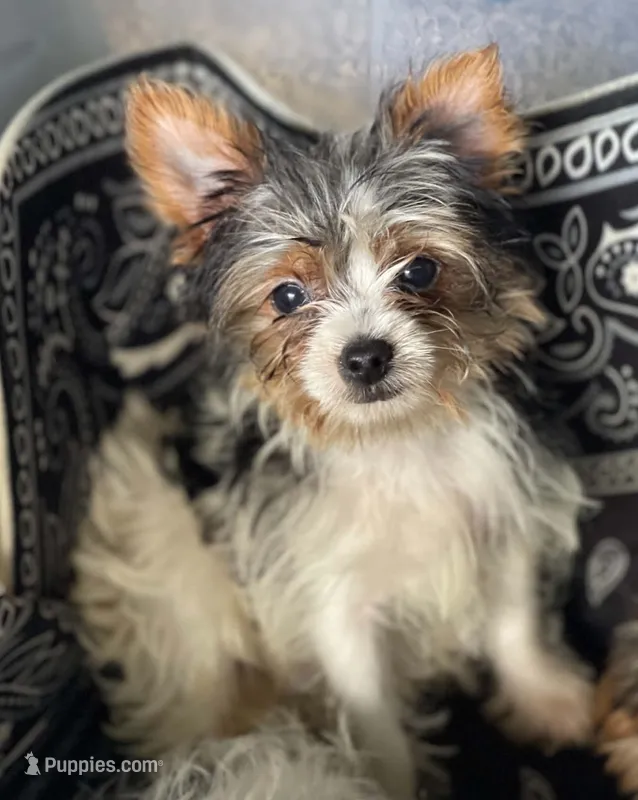 Ariel – Yorkshire Terrier puppy for sale in Cadillac, MI