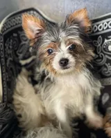 Mia, a female Yorkshire Terrier for sale in Cadillac, MI – 2 of 4