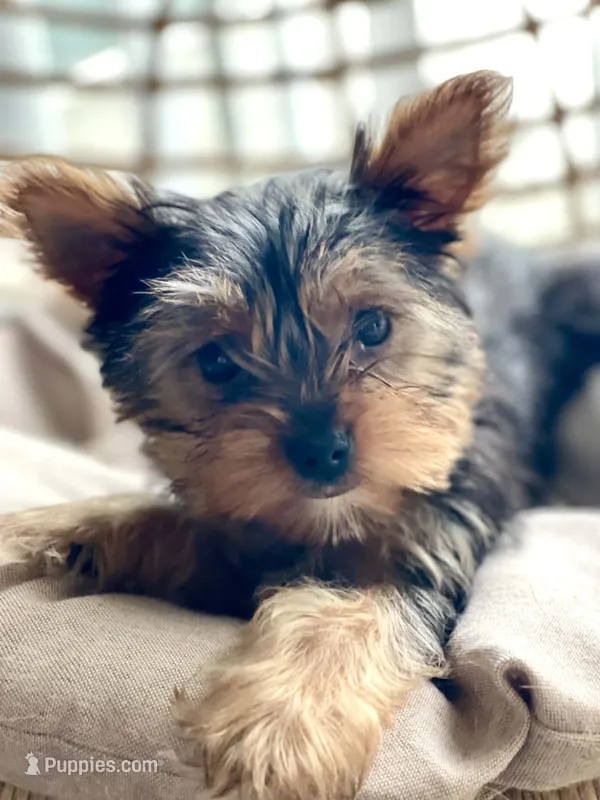 Rosie – Yorkshire Terrier puppy for sale in Cadillac, MI