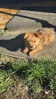 Oliver, a male Yorkshire Terrier for sale in Cadillac, MI – 7 of 7