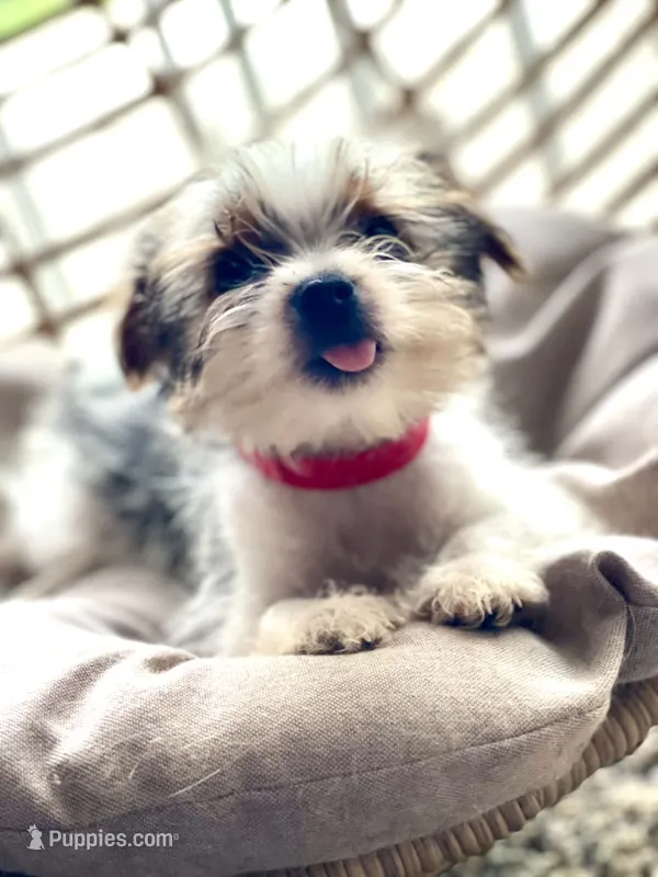 Max – Yorkshire Terrier puppy for sale in Cadillac, MI