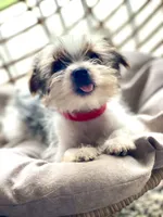 Max, a male Yorkshire Terrier for sale in Cadillac, MI – 1 of 4