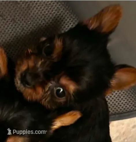 Aphrodite – Yorkshire Terrier puppy for sale in Cadillac, MI