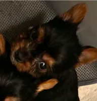 Aphrodite, a female Yorkshire Terrier for sale in Cadillac, MI – 2 of 2