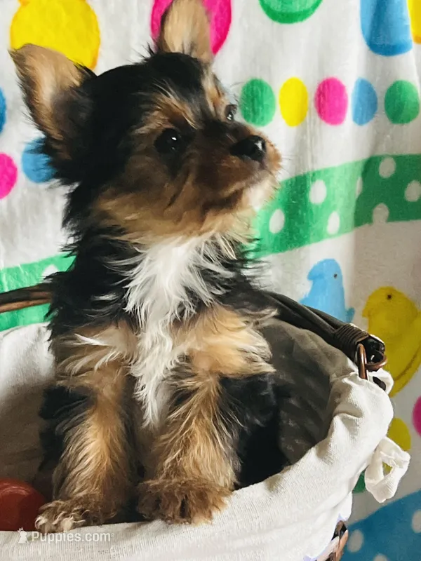 Max – Yorkshire Terrier puppy for sale in Cadillac, MI