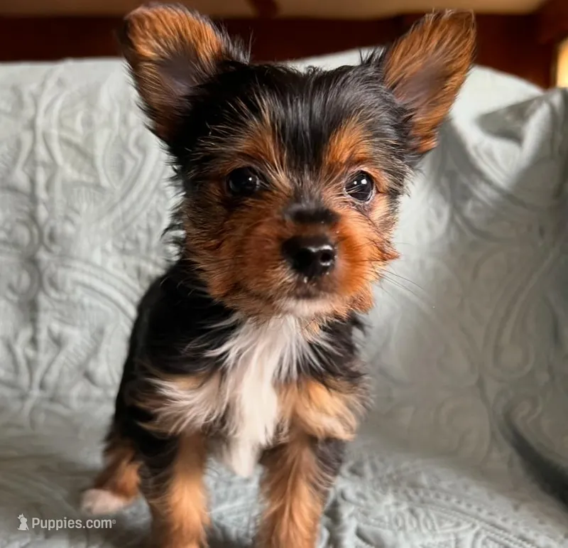 Max – Yorkshire Terrier puppy for sale in Cadillac, MI