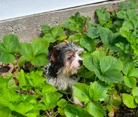 Ariel, a female Yorkshire Terrier for sale in Cadillac, MI – 2 of 2
