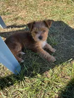 Teddy, a male Yorkshire Terrier for sale in Cadillac, MI – 1 of 2