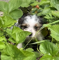 Rascal, a male Yorkshire Terrier for sale in Cadillac, MI – 1 of 2