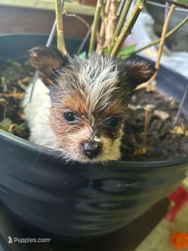 Athena – Yorkshire Terrier puppy for sale in Cadillac, MI