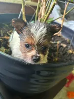 Athena, a female Yorkshire Terrier for sale in Cadillac, MI – 1 of 2