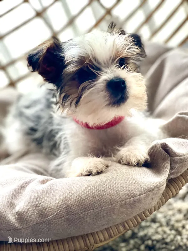 Rascal – Yorkshire Terrier puppy for sale in Cadillac, MI