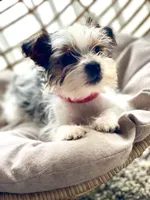 Max, a male Yorkshire Terrier for sale in Cadillac, MI – 2 of 4