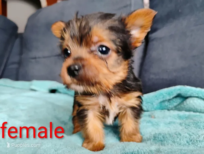 Aura – Yorkshire Terrier puppy for sale in Cadillac, MI