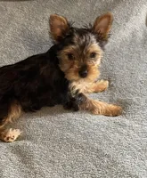 Honey, a female Yorkshire Terrier for sale in Cadillac, MI – Photo 1 of 2