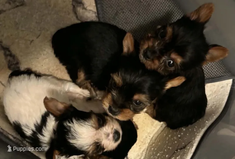 Aphrodite – Yorkshire Terrier puppy for sale in Cadillac, MI