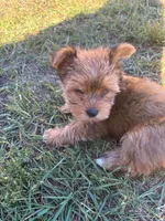 Oliver, a male Yorkshire Terrier for sale in Cadillac, MI – 1 of 7