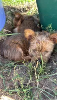 Honey, a female Yorkshire Terrier for sale in Cadillac, MI – 2 of 3