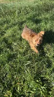 Oliver, a male Yorkshire Terrier for sale in Cadillac, MI – 5 of 7