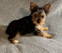 Honey, a female Yorkshire Terrier for sale in Cadillac, MI – Photo 2 of 2