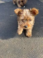 Honey, a female Yorkshire Terrier for sale in Cadillac, MI – 3 of 3