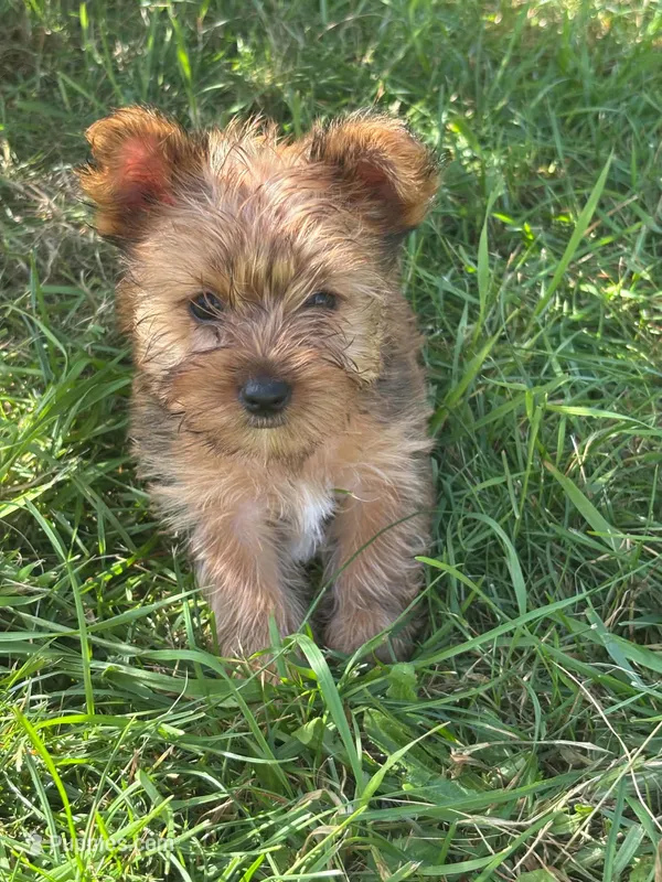 Honey – Yorkshire Terrier puppy for sale in Cadillac, MI