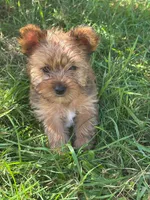 Honey, a female Yorkshire Terrier for sale in Cadillac, MI – 1 of 3