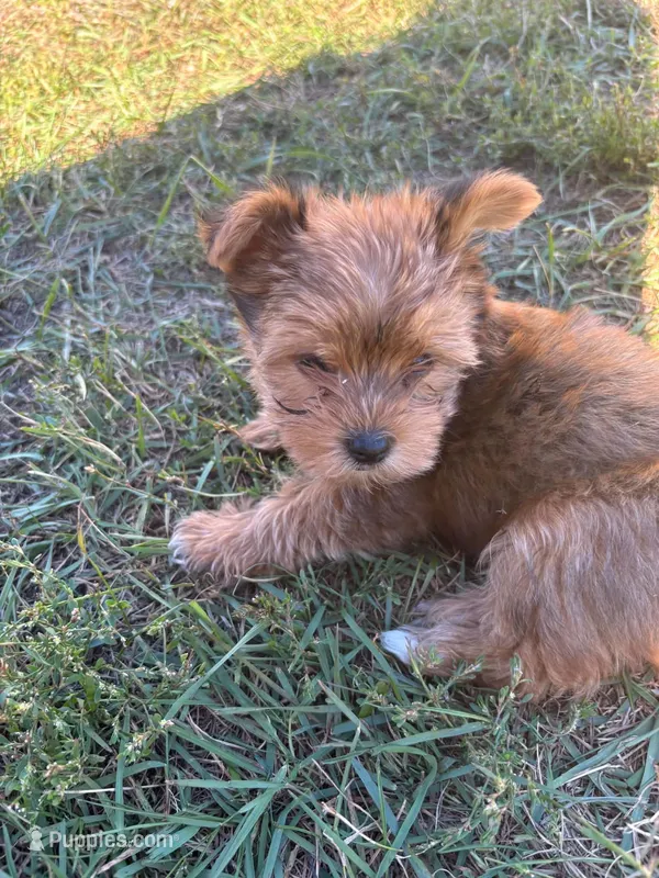 Oliver – Yorkshire Terrier puppy for sale in Cadillac, MI