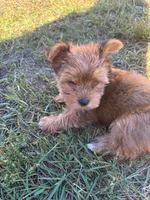 Oliver, a male Yorkshire Terrier for sale in Cadillac, MI – 1 of 1