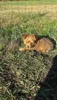 Oliver, a male Yorkshire Terrier for sale in Cadillac, MI – 6 of 7