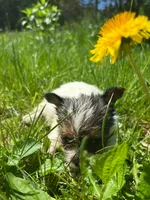 Astraea, a female Yorkshire Terrier for sale in Cadillac, MI – 3 of 3
