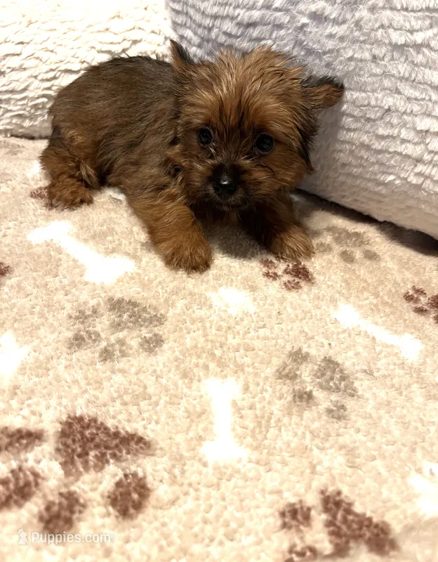 Venus – Yorkshire Terrier puppy for sale in Cadillac, MI