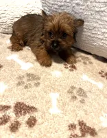 Teddybear, a female Yorkshire Terrier for sale in Cadillac, MI – 1 of 2