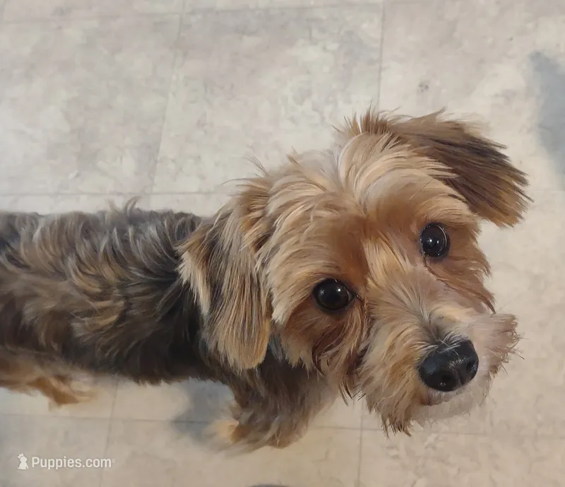Bella – Yorkshire Terrier puppy for sale in Cadillac, MI