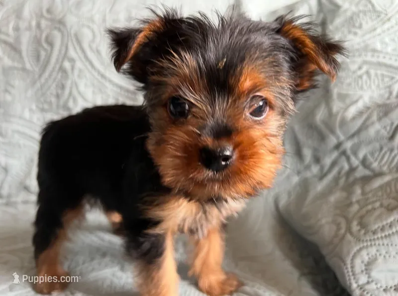 Princess – Yorkshire Terrier puppy for sale in Cadillac, MI