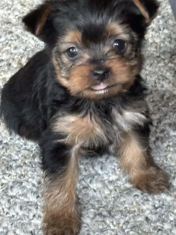 Princess – Yorkshire Terrier puppy for sale in Cadillac, MI
