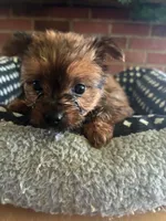 Venus, a female Yorkshire Terrier for sale in Cadillac, MI – 2 of 2