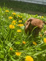 Venus, a female Yorkshire Terrier for sale in Cadillac, MI – 1 of 2