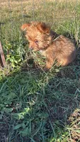 Oliver, a male Yorkshire Terrier for sale in Cadillac, MI – 4 of 7