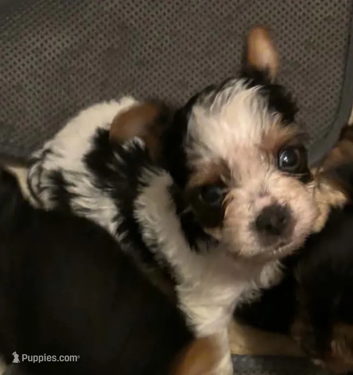Poseidon  – Yorkshire Terrier puppy for sale in Cadillac, MI