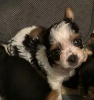 Poseidon , a male Yorkshire Terrier for sale in Cadillac, MI – 1 of 2