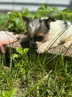 Athena, a female Yorkshire Terrier for sale in Cadillac, MI – 2 of 2