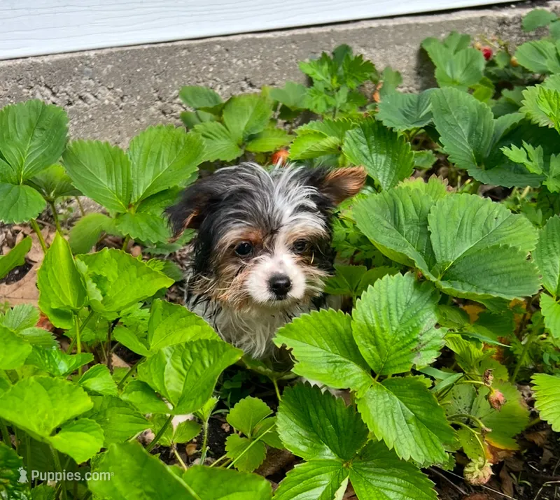 Ariel – Yorkshire Terrier puppy for sale in Cadillac, MI