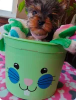 Cupcake - Teacup size , a female Yorkshire Terrier for sale in Cadillac, MI – Photo 4 of 4