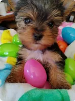 Cupcake - Teacup size , a female Yorkshire Terrier for sale in Cadillac, MI – Photo 1 of 4