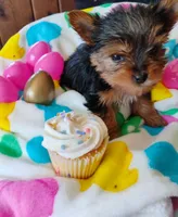 Cupcake - Teacup size , a female Yorkshire Terrier for sale in Cadillac, MI – Photo 2 of 4