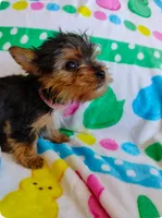 Cupcake - Teacup size , a female Yorkshire Terrier for sale in Cadillac, MI – Photo 3 of 4