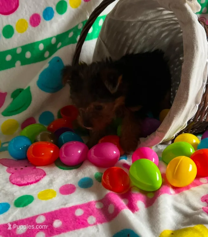 Biscuit  – Yorkshire Terrier puppy for sale in Cadillac, MI